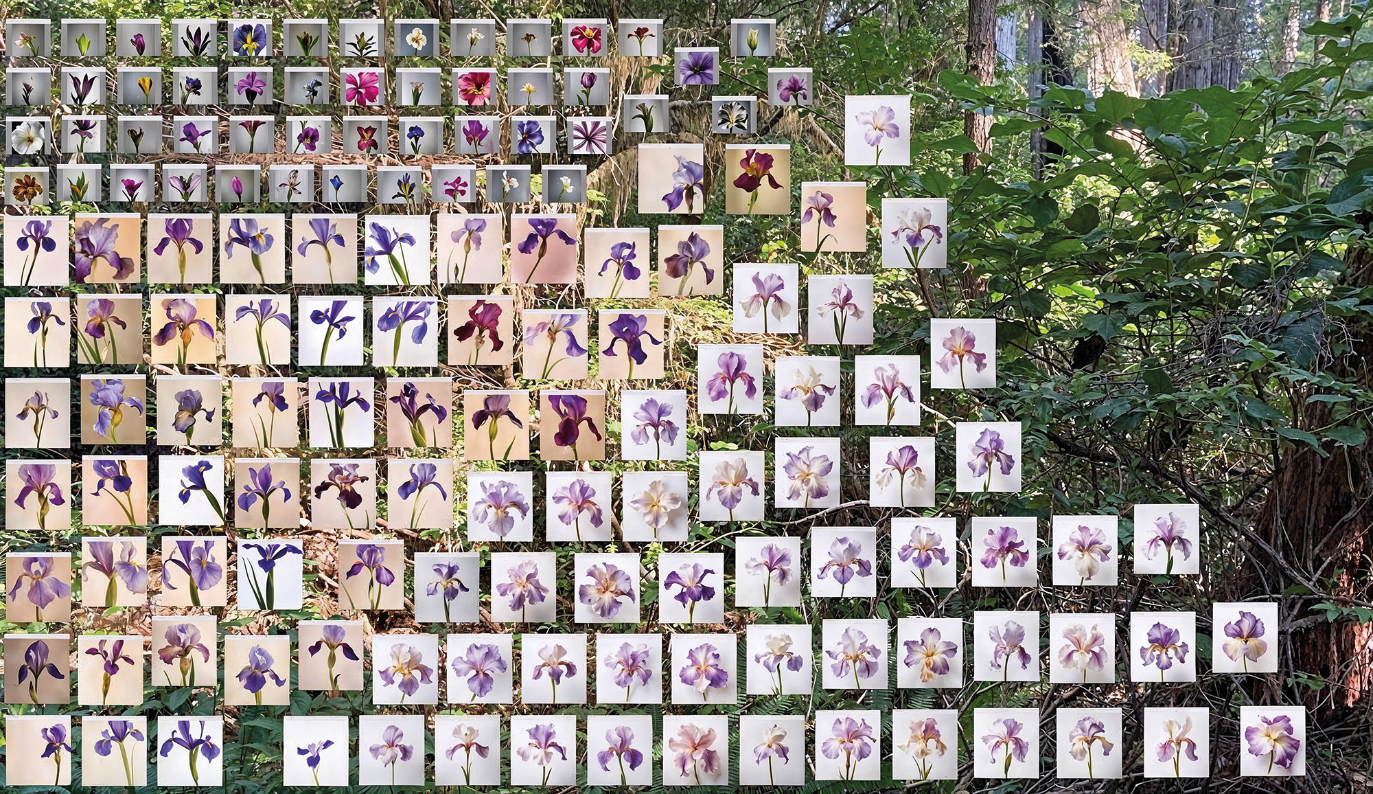 Synthetic Iris Dataset